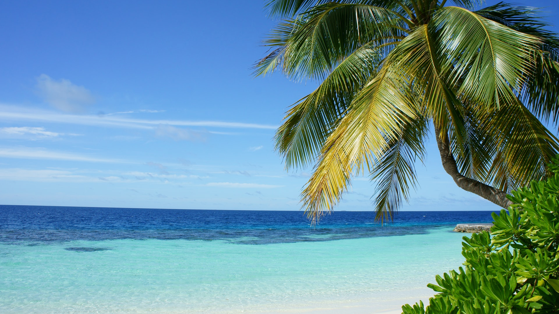 Maldives Sky & Sea with Coconut Tree